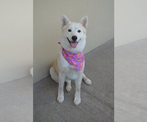 Siberian Husky-Unknown Mix Dogs for adoption in McKinney, TX, USA
