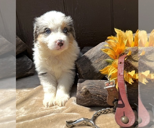 Medium Photo #22 Australian Shepherd Puppy For Sale in EUSTIS, FL, USA