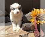 Small Photo #22 Australian Shepherd Puppy For Sale in EUSTIS, FL, USA