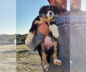 Australian Shepherd Puppy for sale in MORONGO VALLEY, CA, USA