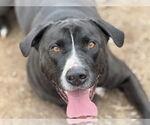 Small #1 Labrador Retriever Mix