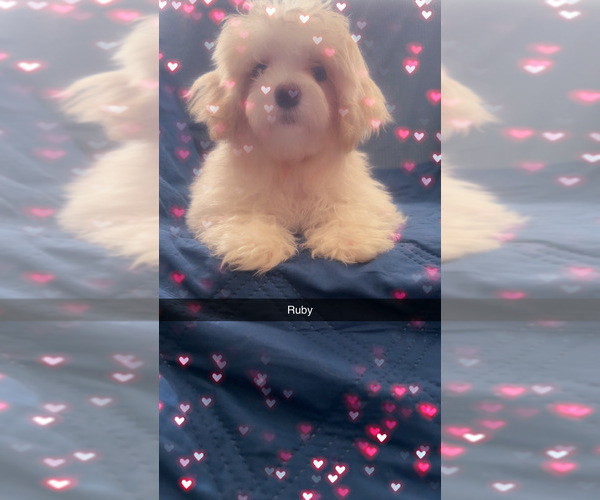 Medium Photo #14 Maltipoo (Miniature) Puppy For Sale in HIGH POINT, NC, USA
