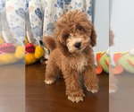 Havapoo puppies - Male Havapoo Puppy for Sale - Photo #23