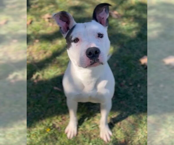 Medium Photo #2 Mutt Puppy For Sale in Riverside, CA, USA