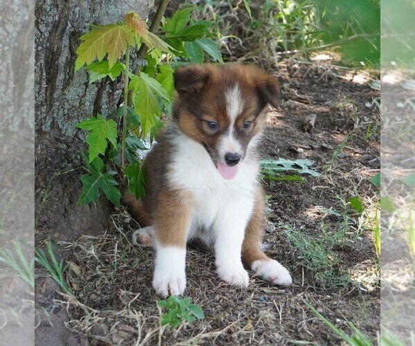 Medium Photo #1 Border Collie Puppy For Sale in DOUGLASS, KS, USA