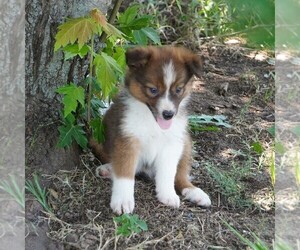 Border Collie Puppy for sale in DOUGLASS, KS, USA