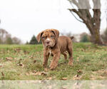 Small Photo #1 English Neo Bull Puppy For Sale in WARSAW, IN, USA