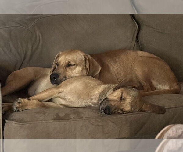 Medium Photo #9 Labrador Retriever-Unknown Mix Puppy For Sale in Dana Point, CA, USA