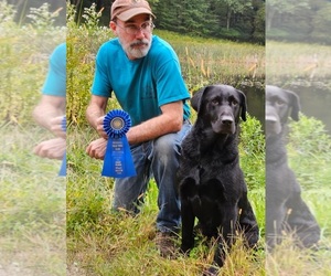 Father of the Labrador Retriever puppies born on 08/28/2025