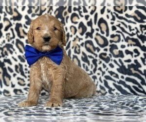 Goldendoodle Puppy for sale in LANCASTER, PA, USA