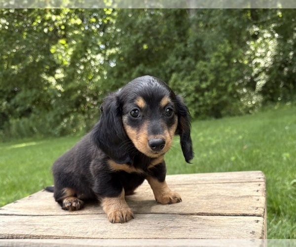 Medium Photo #2 Dachshund Puppy For Sale in MIDDLEBURY, IN, USA