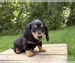 Small #1 Dachshund