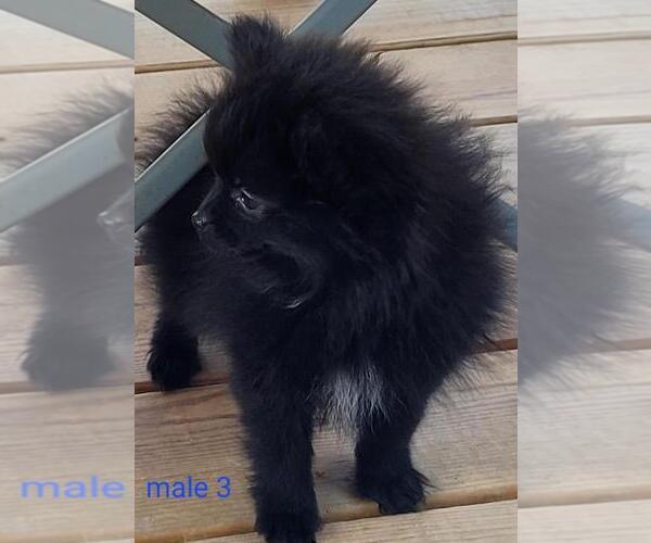 Medium Photo #3 Pomeranian Puppy For Sale in CONKLIN, NY, USA