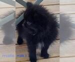 Small #2 Pomeranian