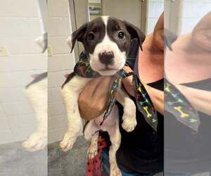 Mutt Dogs for adoption in Abbeville, LA, USA