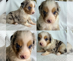 Image preview for Ad Listing. Nickname: Blue Merle male