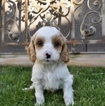 Small Photo #22 Cavapoo Puppy For Sale in PHOENIX, AZ, USA
