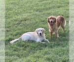 Small Photo #17 Golden Retriever Puppy For Sale in SMITHVILLE, TX, USA