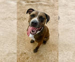 Small #2 Boxer Mix