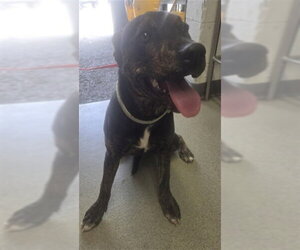 Mutt Dogs for adoption in San Bernardino, CA, USA