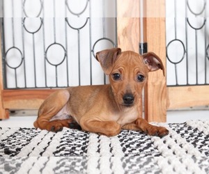 Medium Miniature Pinscher