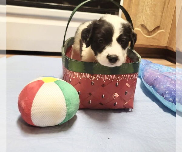 Medium Photo #5 Great Pyrenees Puppy For Sale in Spring, TX, USA