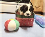 Small #4 Great Pyrenees