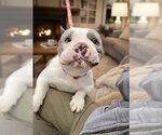 Small #3 Bulldog Mix