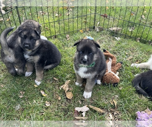 Medium Photo #15 German Shepherd Dog-Siberian Husky Mix Puppy For Sale in LANSING, MI, USA
