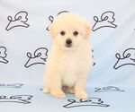 Small Photo #26 Pom-A-Poo Puppy For Sale in LAS VEGAS, NV, USA