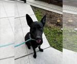 Small German Shepherd Dog