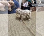 Small Photo #44 Poodle (Miniature) Puppy For Sale in EAST AMHERST, NY, USA