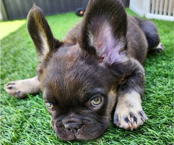 Medium Photo #14 French Bulldog Puppy For Sale in LAS VEGAS, NV, USA