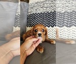 Puppy Dover Cavalier King Charles Spaniel
