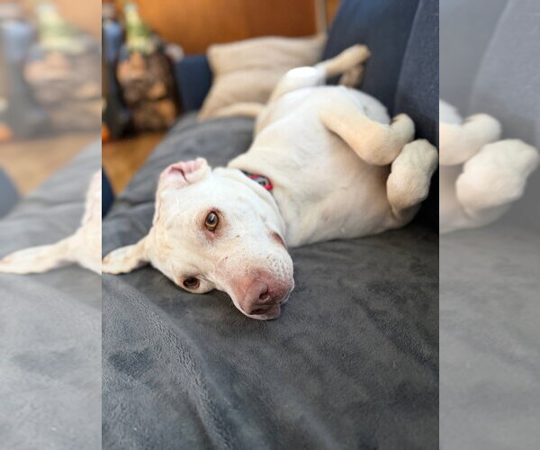 Medium Photo #3 Mutt Puppy For Sale in Bellingham, WA, USA