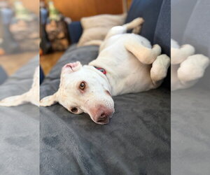 Daisy Jane - Female Mutt Dog for Adoption - Photo #3