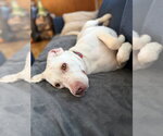 Small Photo #3 Mutt Puppy For Sale in Bellingham, WA, USA