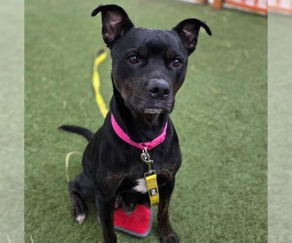 Medium Photo #1 Mutt Puppy For Sale in Las Vegas, NV, USA