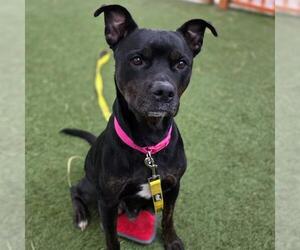 Mutt Dogs for adoption in Las Vegas, NV, USA