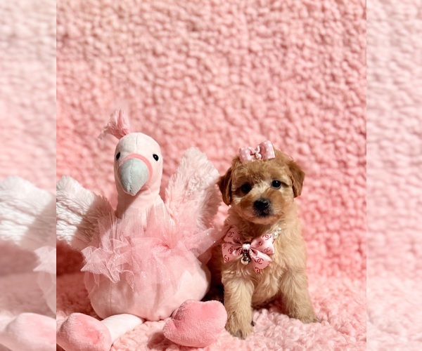 Medium Photo #1 Poodle (Toy) Puppy For Sale in REDLANDS, CA, USA