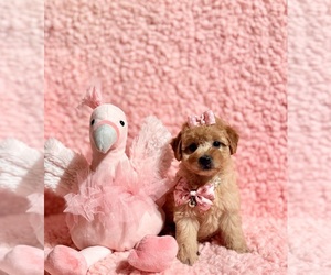 Poodle (Toy) Puppy for sale in REDLANDS, CA, USA