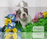 Puppy Jasper Boston Terrier