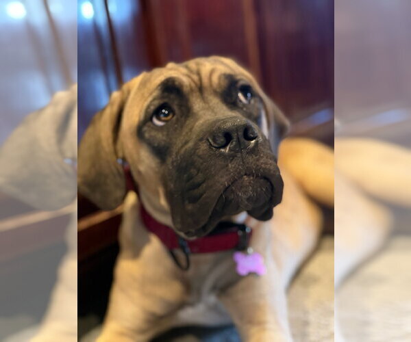 Medium Photo #2 Mutt Puppy For Sale in Goodyear, AZ, USA