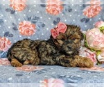Small Photo #5 Poodle (Miniature)-Shorkie Tzu Mix Puppy For Sale in CHRISTIANA, PA, USA