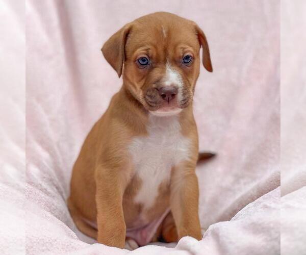 Medium Photo #1 Labrador Retriever-Unknown Mix Puppy For Sale in San Diego, CA, USA