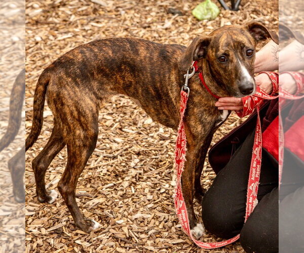 Medium Photo #2 Greyhound-Unknown Mix Puppy For Sale in Canton, CT, USA