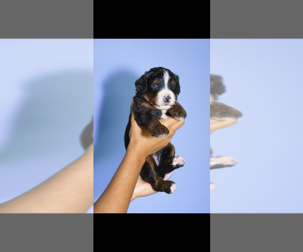 Medium Photo #8 Bernedoodle (Miniature) Puppy For Sale in ARLINGTON, TX, USA