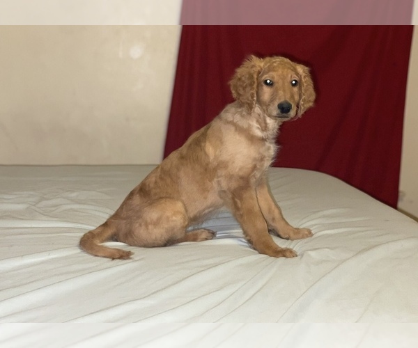 Medium Photo #21 Goldendoodle-Poodle (Standard) Mix Puppy For Sale in DETROIT, MI, USA