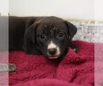 Small American Staffordshire Terrier Mix