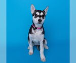 Small #3 Siberian Husky Mix